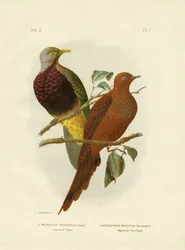 Storhalet due eller brun due eller brun gjøkdue, 1891